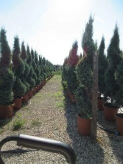 Conifeer Als Spiraal (Thuja Occidentalis 'Smaragd') -Tuinplantenwinkel conifeer spiraal 1