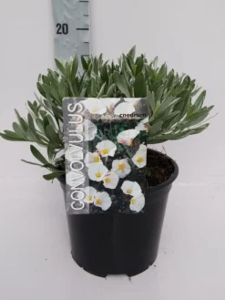 Zilverwinde (Convolvulus Cneorum ) -Tuinplantenwinkel convolvulus 10 6