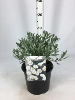 Zilverwinde (Convolvulus Cneorum ) -Tuinplantenwinkel convolvulus 26 06