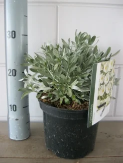 Zilverwinde (Convolvulus Cneorum ) -Tuinplantenwinkel convolvulus cneorom c3 26 6 2019