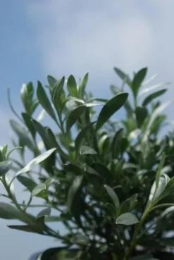 Zilverwinde (Convolvulus Cneorum ) -Tuinplantenwinkel convolvulus cneorum 1