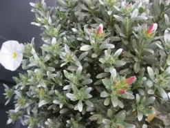 Zilverwinde (Convolvulus Cneorum )