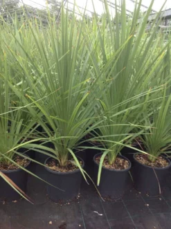 Cordyline (Cordyline Australis) 27 Cordyline (Cordyline Australis) -Tuinplantenwinkel cordyline australis