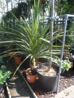 Cordyline (Cordyline Australis) 20 Cordyline (Cordyline Australis) -Tuinplantenwinkel cordyline australis 125 150 c20