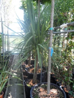 Cordyline (Cordyline Australis) 21 Cordyline (Cordyline Australis) -Tuinplantenwinkel cordyline australis 150 175 cont
