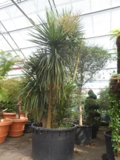 Cordyline (Cordyline Australis) 23 Cordyline (Cordyline Australis) -Tuinplantenwinkel cordyline australis 300 400 c750 meerstammig