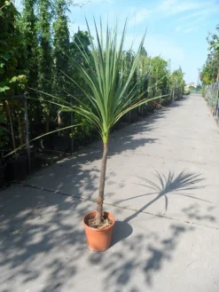 Cordyline (Cordyline Australis) 24 Cordyline (Cordyline Australis) -Tuinplantenwinkel cordyline australis c10
