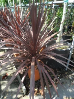 Cordyline (Cordyline Australis 'Atropurpurea') 7 Cordyline (Cordyline Australis 'Atropurpurea') -Tuinplantenwinkel cordyline australis red star c10
