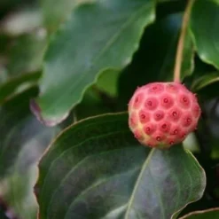 Kornoelje (Cornus Kousa 'China Girl') -Tuinplantenwinkel cornus kousa china girl