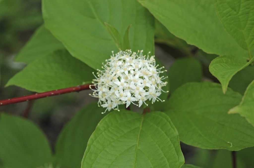 Reuzenkornoelje (Cornus Controversa) 2 Reuzenkornoelje (Cornus Controversa) - Afbeelding 2