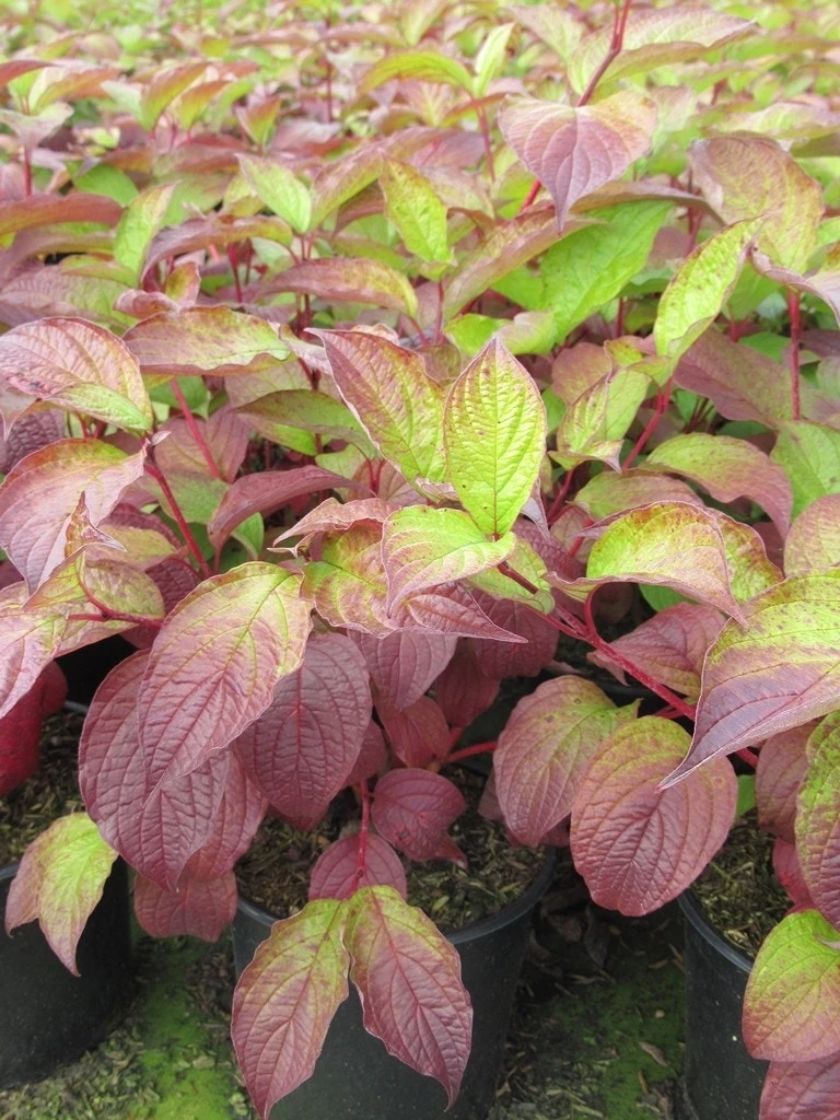 Kornoelje (Cornus Alba 'Sibirica') 6 Kornoelje (Cornus Alba 'Sibirica') - Afbeelding 6