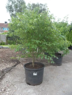 Kornoelje (Cornus Alternifolia)