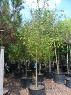 Kornoelje (Cornus Alternifolia) -Tuinplantenwinkel cornus alternifolia 18 20 c160