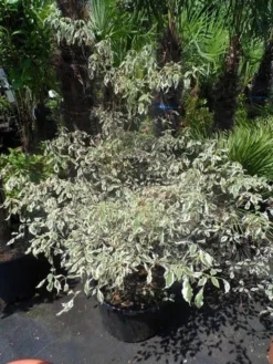 Kornoelje (Cornus Alternifolia 'Argentea') -Tuinplantenwinkel cornus alternifolia argentea 100 125 c25