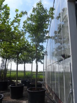 Reuzenkornoelje (Cornus Controversa) 8 Reuzenkornoelje (Cornus Controversa) -Tuinplantenwinkel cornus controversa 20 25ho c350