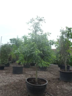 Reuzenkornoelje (Cornus Controversa) 9 Reuzenkornoelje (Cornus Controversa) -Tuinplantenwinkel cornus controversa halfstam c500