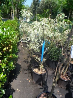 Reuzenkornoelje (Cornus Controversa 'Variegata') -Tuinplantenwinkel cornus controversa variegata 125 150 c20