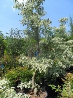 Reuzenkornoelje (Cornus Controversa 'Variegata') -Tuinplantenwinkel cornus controversa variegata 175 200 250