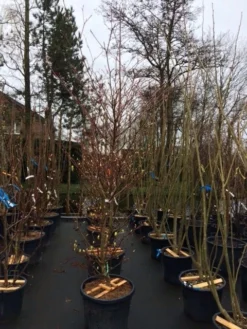 Reuzenkornoelje (Cornus Controversa 'Variegata') -Tuinplantenwinkel cornus controversa variegata 2