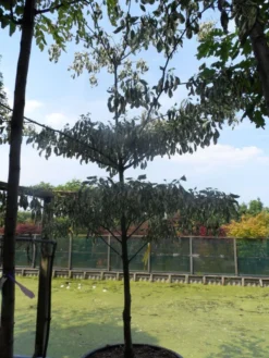 Reuzenkornoelje (Cornus Controversa 'Variegata') -Tuinplantenwinkel cornus controversa variegata 250 300 c285