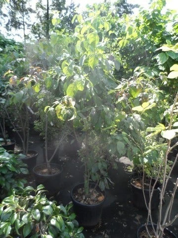 Veelbloemige Kornoelje (Cornus Florida 'Cloud Nine') 3 Veelbloemige Kornoelje (Cornus Florida 'Cloud Nine') - Afbeelding 3