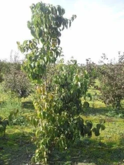 Amerikaanse Kornoelje (Cornus Florida 'Rubra') 16 Amerikaanse Kornoelje (Cornus Florida 'Rubra') -Tuinplantenwinkel cornus florida 180 2 1