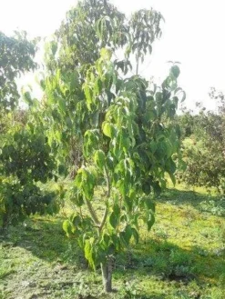 Amerikaanse Kornoelje (Cornus Florida 'Rubra') -Tuinplantenwinkel cornus florida 180 3 2