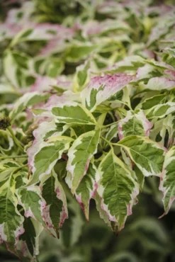 Kornoelje (Cornus Florida 'Cherokee Daybreak') 6 Kornoelje (Cornus Florida 'Cherokee Daybreak') -Tuinplantenwinkel cornus florida cherokee daybreak 1