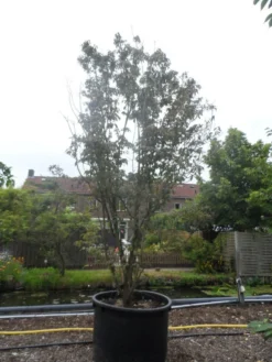 Amerikaanse Kornoelje (Cornus Florida 'Rubra') 15 Amerikaanse Kornoelje (Cornus Florida 'Rubra') -Tuinplantenwinkel cornus florida rubra 400 500 c750 1