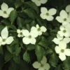Japanse Kornoelje (Cornus Kousa)