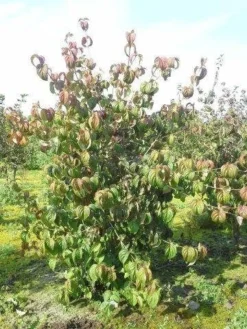 Kornoelje (Cornus Kousa 'China Girl') 23 Kornoelje (Cornus Kousa 'China Girl') -Tuinplantenwinkel cornus kousa 180 2 1