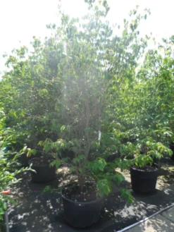 Kornoelje (Cornus Kousa 'China Girl') -Tuinplantenwinkel cornus kousa china girl 200 250 c90