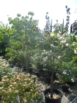 Japanse Kornoelje (Cornus Kousa) 12 Japanse Kornoelje (Cornus Kousa) -Tuinplantenwinkel cornus kousa in soorten halfstam c50