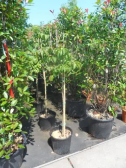 Japanse Kornoelje (Cornus Kousa) 13 Japanse Kornoelje (Cornus Kousa) -Tuinplantenwinkel cornus kousa satomi 100stam c20