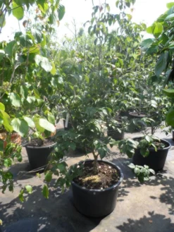 Japanse Kornoelje (Cornus Kousa) -Tuinplantenwinkel cornus kousa satomi 150 175 200 1