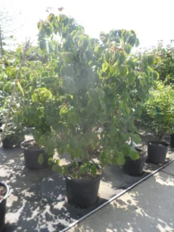 Japanse Kornoelje (Cornus Kousa) 15 Japanse Kornoelje (Cornus Kousa) -Tuinplantenwinkel cornus kousa satomi 200 225