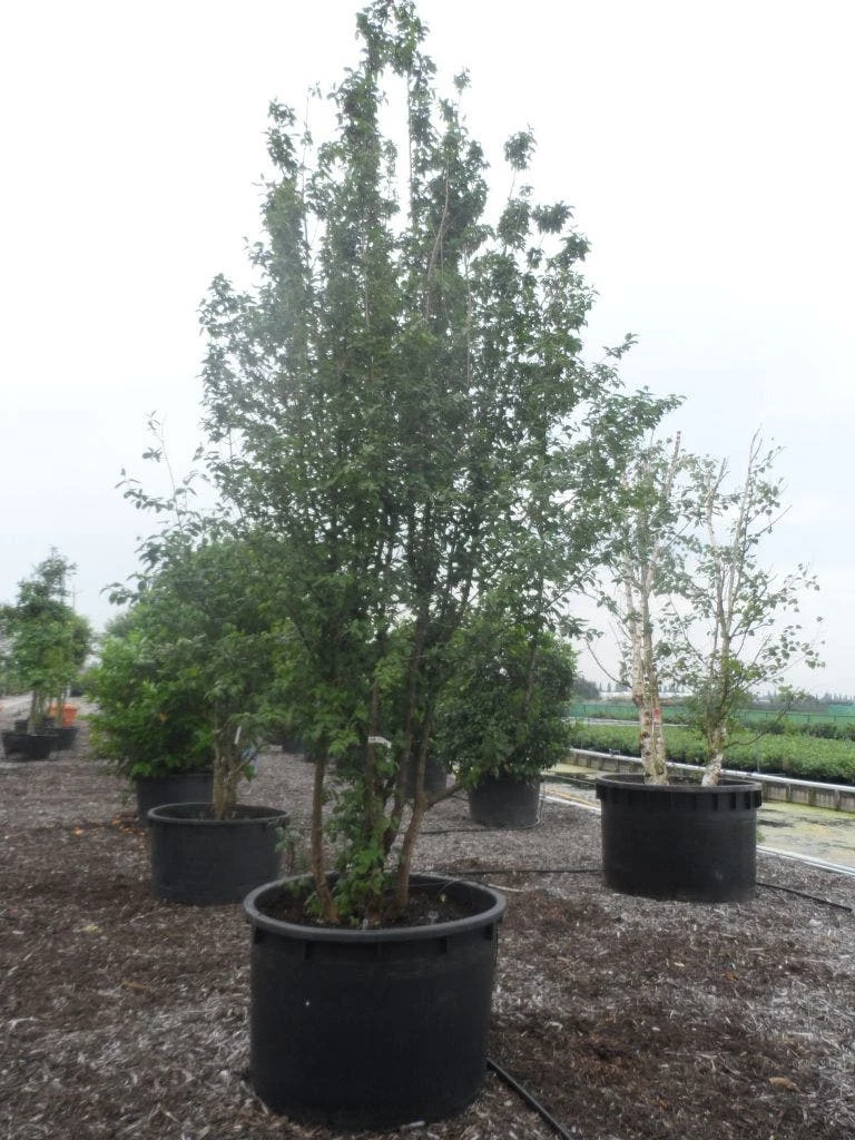 Gele Kornoelje (Cornus Mas) 4 Gele Kornoelje (Cornus Mas) - Afbeelding 4