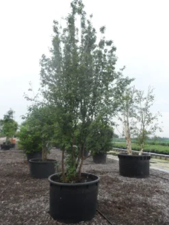 Gele Kornoelje (Cornus Mas) -Tuinplantenwinkel cornus mas 400 500 c750 2