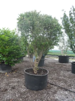 Gele Kornoelje (Cornus Mas) -Tuinplantenwinkel cornus mas ombrella c600 2