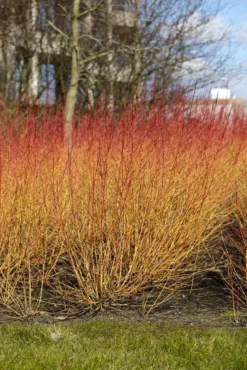 Kornoelje (Cornus Sanguinea 'Midwinter Fire') -Tuinplantenwinkel cornus sanguinea midwinter fire02