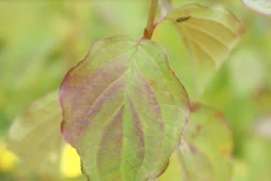 Kornoelje (Cornus Sanguinea 'Winter Beauty) -Tuinplantenwinkel cornus sanguinea winter beauty 1