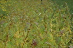 Kornoelje (Cornus Sanguinea 'Winter Beauty) -Tuinplantenwinkel cornus sanguinea winter beauty 3