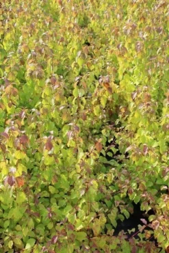 Kornoelje (Cornus Sanguinea 'Winter Beauty) -Tuinplantenwinkel cornus winter beauty 2