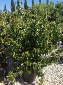 Japanse Kornoelje (Cornus Kousa 'Weisse Fontaine') -Tuinplantenwinkel cornuskousa125