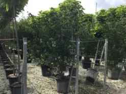 Japanse Kornoelje (Cornus Kousa 'Weisse Fontaine') -Tuinplantenwinkel cornuskousa175