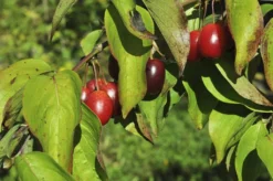 Gele Kornoelje (Cornus Mas) 7 Gele Kornoelje (Cornus Mas) -Tuinplantenwinkel cornusmas vruchtv01 1