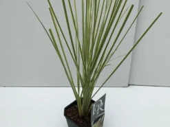 Dwerg Pampasgras (Cortaderia Selloana 'Mini Goldpampas') -Tuinplantenwinkel cortaderia mini goldpampas v2 2