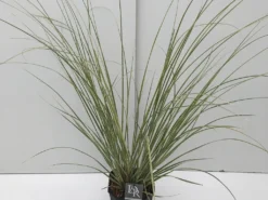 Dwerg Pampasgras (Cortaderia Selloana 'Mini Goldpampas') -Tuinplantenwinkel cortaderia mini goldpampas v5 2