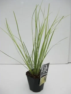 Dwerg Pampasgras (Cortaderia Selloana 'Mini Goldpampas') -Tuinplantenwinkel cortaderia mini goldpampas v2 2