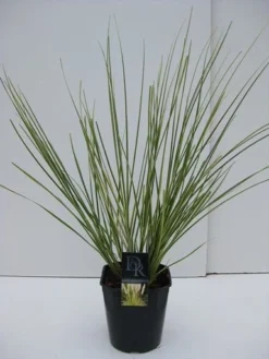 Dwerg Pampasgras (Cortaderia Selloana 'Mini Goldpampas') -Tuinplantenwinkel cortaderia mini goldpampas v5 1